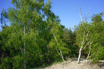 Fototapeta premium Natural landscape with trees against the sky.