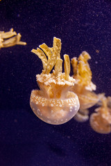 Obraz na płótnie Canvas white jelly fish