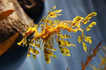 Leafy sea dragon