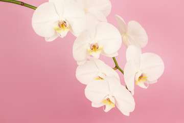 Fototapeta na wymiar Sprig of beautiful orchid flower on soft pink background. Floral background, spring summer concept.