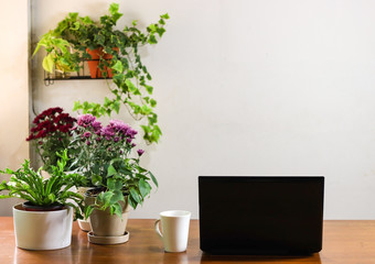computer laptop and white cup of coffee withe flower and plant pots decorated on wooden table with white wall background.copy space