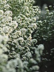 white Magaret flower garden and sweet background fram