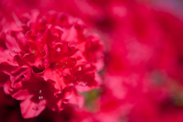 かもんしらおのツツジ	