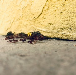 Yellow weed flower growing from base of wall