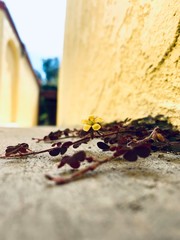 Yellow weed flower growing from base of wall