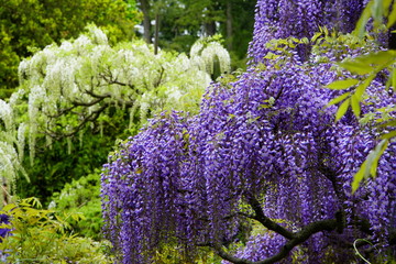 Beautiful purple and white wisteria flowers at full bloom