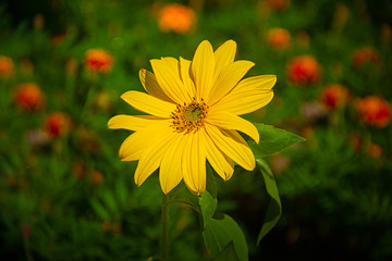 small sunflower like pants grow among the marigolds in our garden in Upstate NY