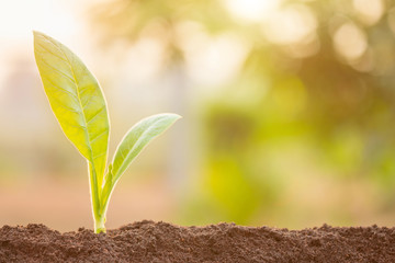 Green sprout growing in soil with outdoor sunlight and green blur background. Growing and environment concept