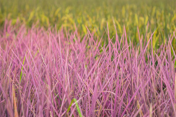 Pink rice field in Phitsanulok province. Thailand. The new color of rice which accidental discovery