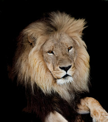 an african lion