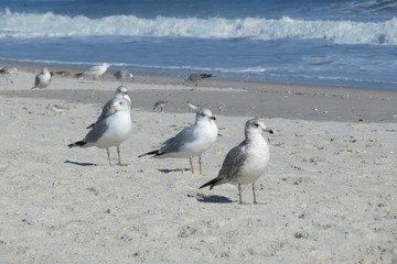 Seagull flock on ocean background in Atlantic coast of North Florida 