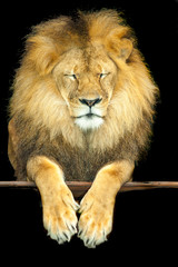 Obraz na płótnie Canvas an african lion give me strength