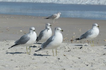 Seagulls on the beach in Atlantic coast of North Florida, closeup