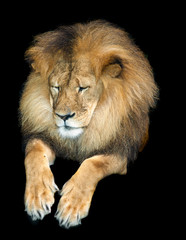 an african lion looking down