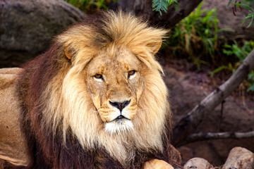 Obraz na płótnie Canvas an african lion