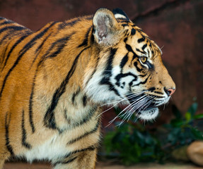 Fototapeta na wymiar beautiful tiger from Sumatra