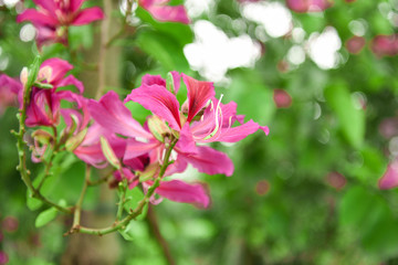 Bauhinia flowers . Bauhinia is produced in southern China. India and Indochina Peninsula are distributed. It is a good ornamental and nectar plant, widely cultivated in tropical and subtropical areas.