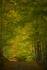 Fall Leaves on laneway