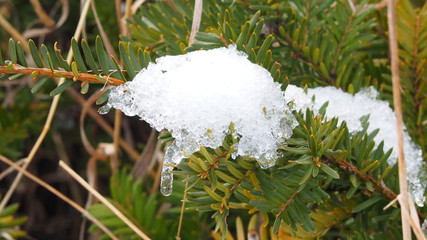 Snow and ice on branches