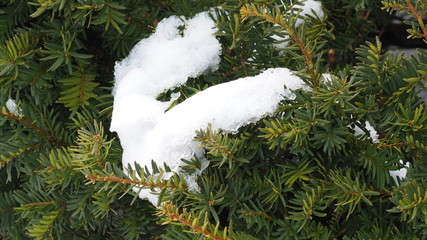 Snow and ice on branches