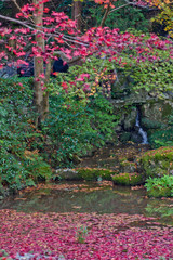 Fototapeta premium The scenery of autumn leaves in Kyoto,Japan.