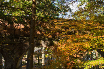 The scenery of autumn leaves in Kyoto,Japan.