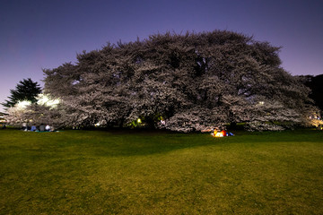 夜桜