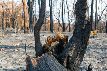 Close-up shot of a burnt and charred tree trunk near the village of Kulnura, New South Wales, Australia, after the devastating bushfire season of 2019. Burnt trees in background.