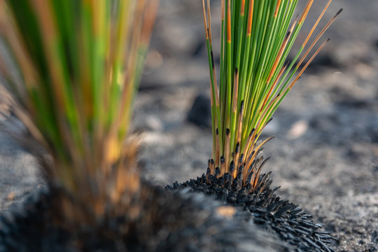 Close-up shot of fresh, green Grass Tree (Xanthorrhoea) leaves growing in a forest near Sydney, New South Wales, Australia, after the devastating bushfire season of 2019.