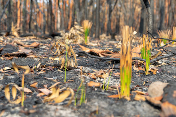 Close-up shot of fresh, green Grass Tree (Xanthorrhoea) leaves growing in a forest near Sydney, New South Wales, Australia, after the devastating bushfire season of 2019. Burnt trees in background.