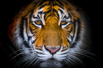 The bengal tiger's eyes and face on a black background