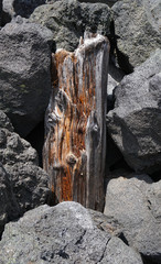 The remnants of a dead tree sitting in the middle of black lava boulders provide an interesting study in textures.
