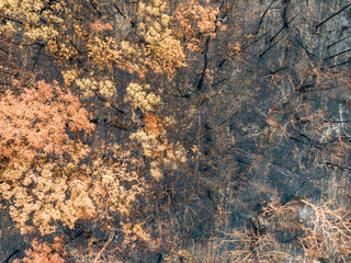 High angle aerial bird's eye drone view of a forest near Sydney, New South Wales, Australia, heavily burnt by the devastating bushfire season during the last months of 2019.