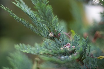 Closeup shot of a green pine cedar leaves with a blurred background