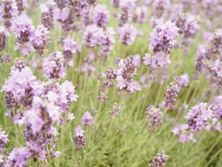 Close-up landschapsopname van een lavendelplant met een onscherpe achtergrond