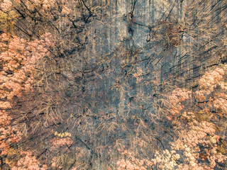 High angle aerial bird's eye drone view of a forest near Sydney, New South Wales, Australia, heavily burnt by the devastating bushfire season during the last months of 2019.