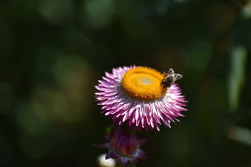 The bees are buzzing. 