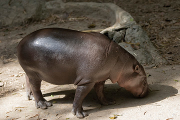 hippo in the water