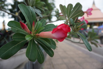The Adenium or Desert Rose tree and flower in garden for light in background.