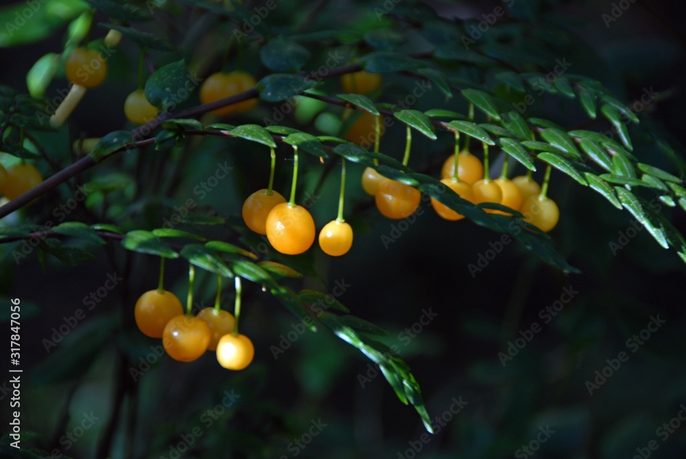 Sticker Closeup shot of yellow fruits growing in the middle of the forest