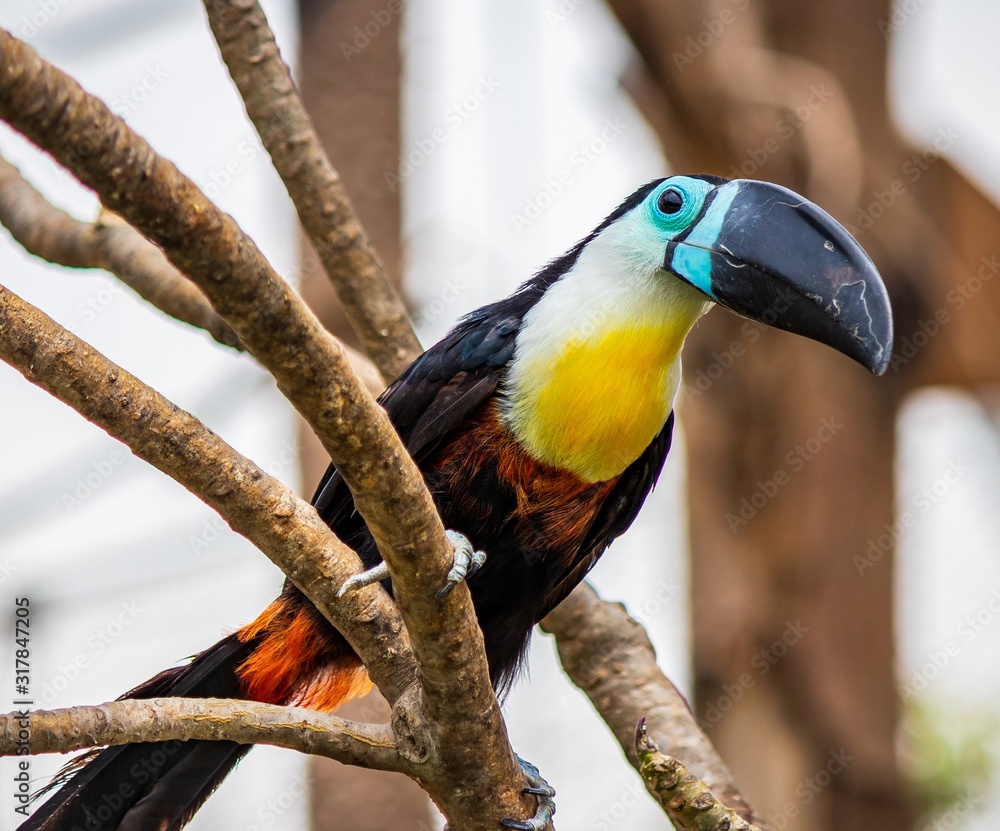 Poster closeup shot of a toucan bird sitting on a branch of a tree with blurred background