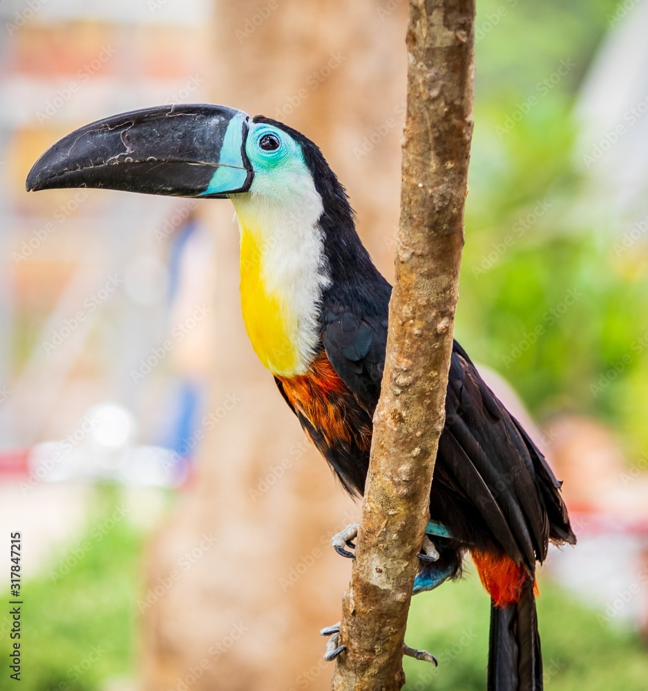 Poster closeup shot of a toucan bird sitting on a branch of a tree with blurred background