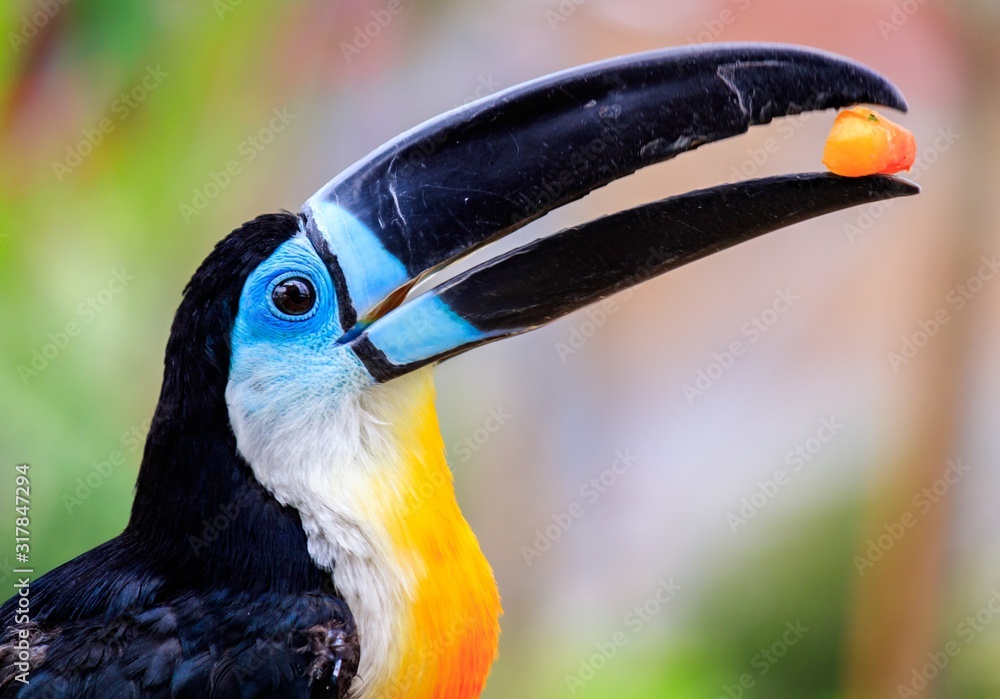 Poster closeup shot of a toucan bird with a meal in the beak with blurred background