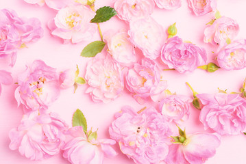 Beautiful pink roses blooming on pink background