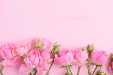 Beautiful pink roses blooming on pink background with copy space