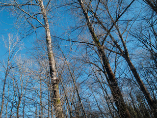 Fall forest dead trees