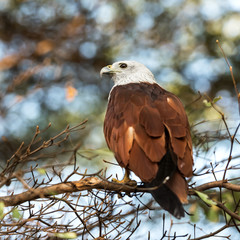 The brahminy kite (Haliastur indus)