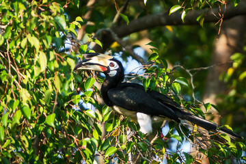 Great hornbill at Khao Yai national park, Thailand