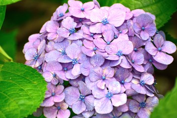 6月アジサイ 薄紫の花アップ