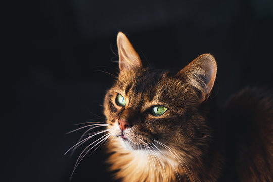 Beautiful Cat Face Portrait On Dark Background. The Somali Cat Breed Is A Beautiful Domestic Feline. They Are Smart, Very Social And They Enjoy Playing Outside. These Cute Cats Are Ideal Family Pets.